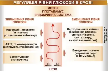 Інфографіка: Сутність механізму зворотного зв’язку на прикладі з регуляцією рівня глюкози