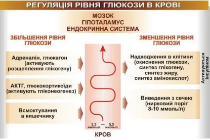 Інфографіка: Сутність механізму зворотного зв’язку на прикладі з регуляцією рівня глюкози