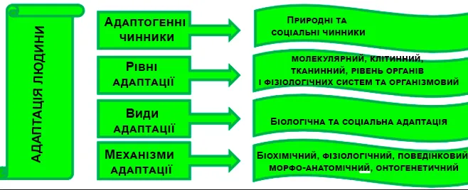 Визначає сутність змістових елементів схеми: адаптогенні чинники, рівні, види та механізми
