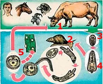 життєвий цикл печінкового сисуна та позначає стадії: 1 – основний хазяїн; 2 – проміжний хазяїн; 3 – яйце; 4 – личинки; 5 – циста