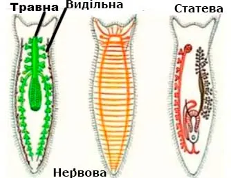 Розпізнає зображені системи органів планарії та називає їх особливості будови й функції