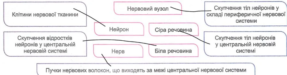 Установіть відповідність між терміном та його визначенням