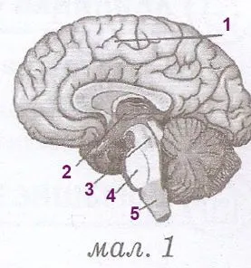 Відділи головного