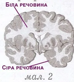Розташування білої та сірої речовини