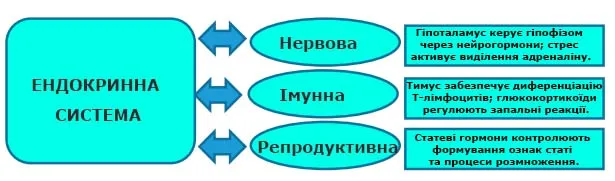 Чи взаємопов’язана ендокринна система з іншими системами?