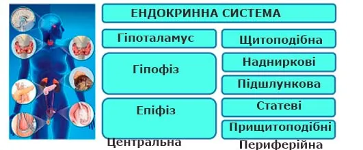 Конструює схему Яке значення ендокринної системи?