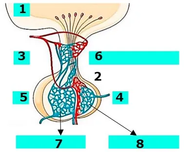 Як «співпрацюють» ендокринні залози