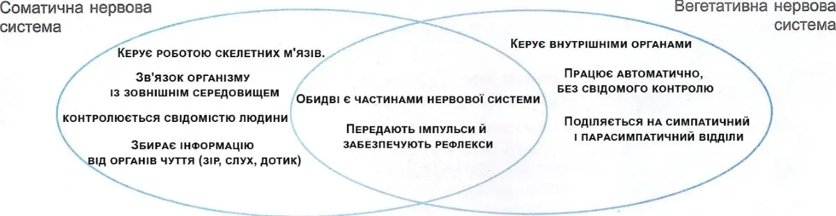 Порівняйте соматичну та вегетативну нервову систему. Заповніть діаграму Венна