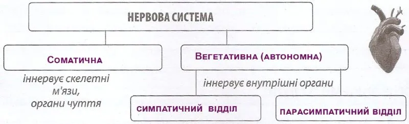 Користуючись інформацією у підручнику (стор. 46), доповніть схему.