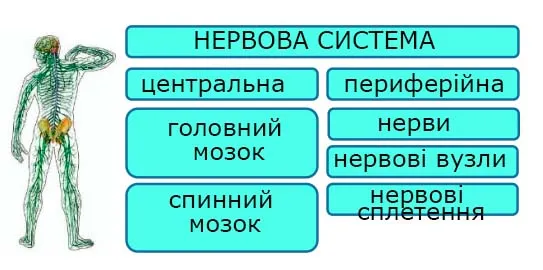 НЕРВОВА СИСТЕМА
