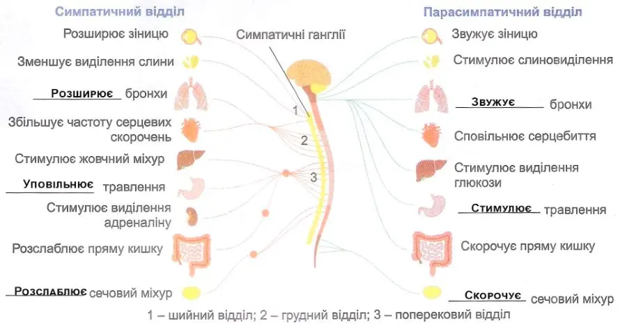 Вегетативна нервова система