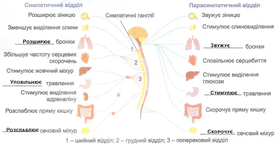 Вегетативна нервова система