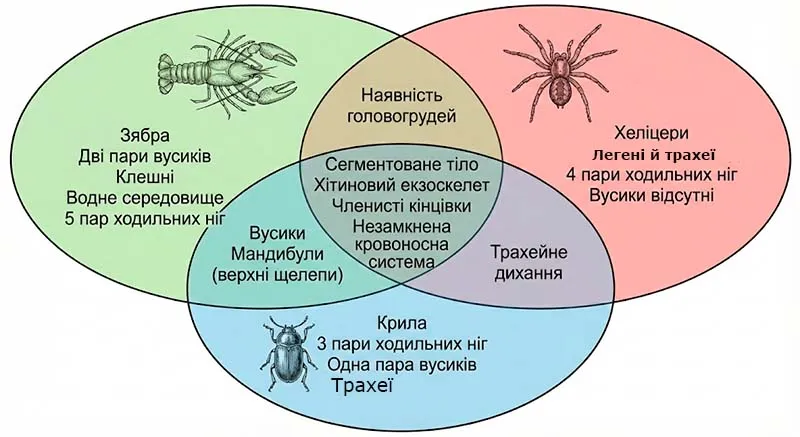 1діаграму Венна, у колах назви рака, павука і хруща, а у місцях перекривання – спільні ознаки.