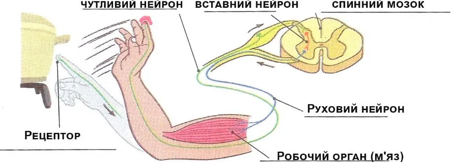 Підпишіть схему рефлекторної дуги захисного рефлексу відсмикування руки від гарячого предмета