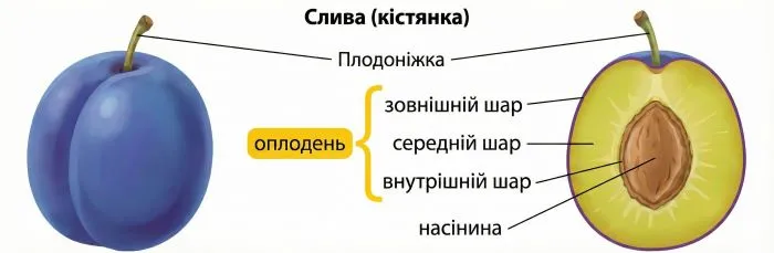 графічна модель сливи