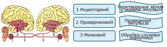 Слухова сенсорна система схема
