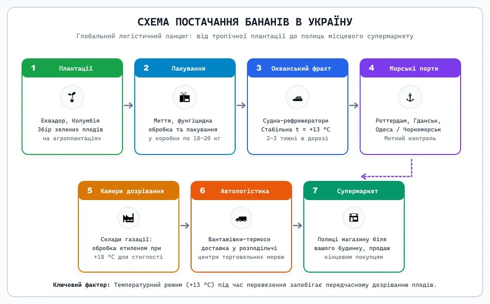 Схема постачання бананів в Україну від плантацій до магазину