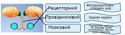 ЗОРОВА СЕНСОРНА СИСТЕМА СХЕМА