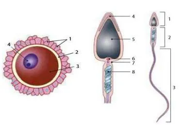 називає позначені елементи будови гамет