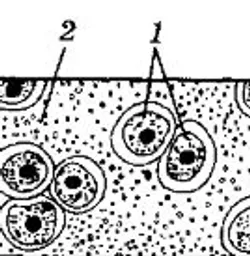 Хрящова тканина
