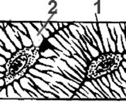 Кісткова тканина