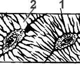 малюнок мікроскопічної будови кісткової тканини