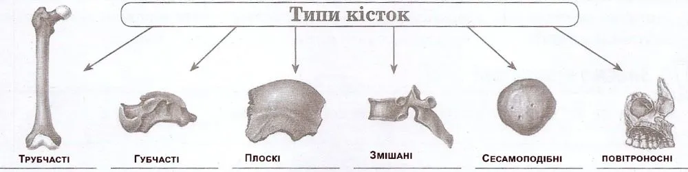 Схема види кісток