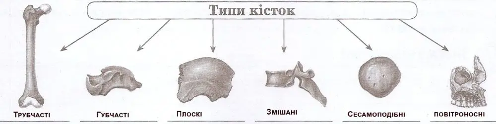 Схема види кісток