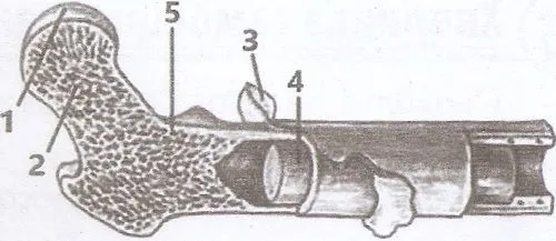 складові кістки