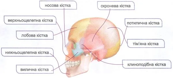 Запишіть у відповідну комірку таблиці «Відділи черепа» назви кісток черепа, наведених на малюнку
