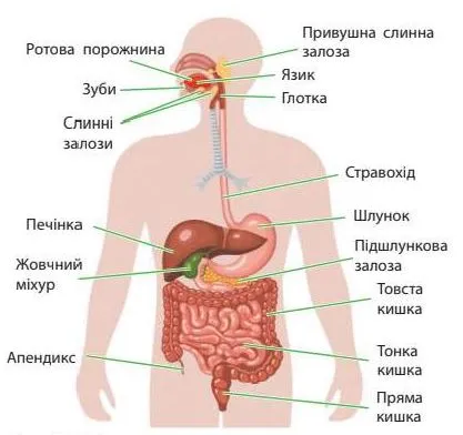 Травна система людини