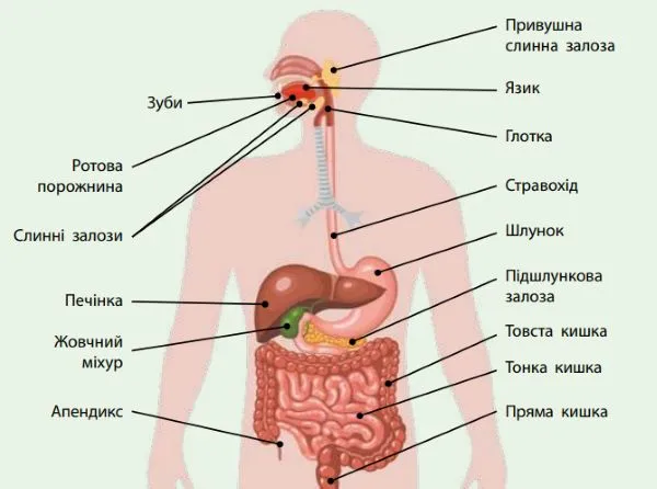 компоненти травної системи
