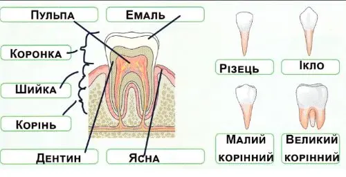 частини зуба й типи зубів