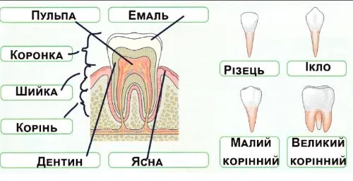 частини зуба й типи зубів