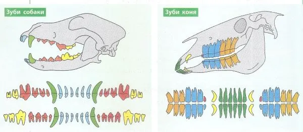 Дослідження зовнішньої будови зубів і їхніх функцій
