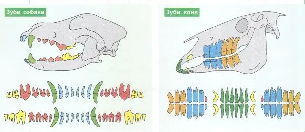 Дослідження зовнішньої будови зубів і їхніх функцій