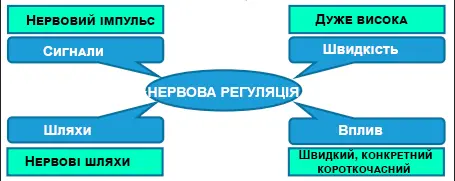 Фрейм Сутнісними елементами нервової регуляції