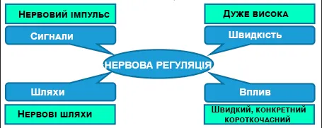 Фрейм Сутнісними елементами нервової регуляції