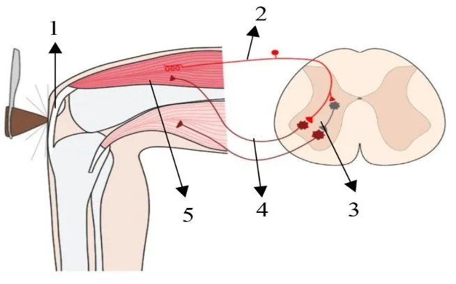 Рефлекторна дуга колінного рефлексу