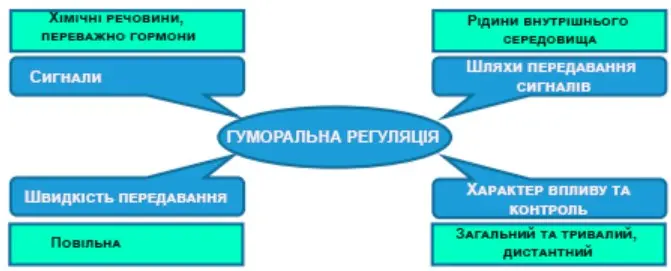 Конструює фрейм Гуморальна регуляція