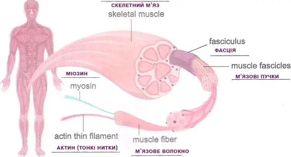 Опрацюйте будову скелетного м’яза, зробіть підписи на малюнку українською мовою