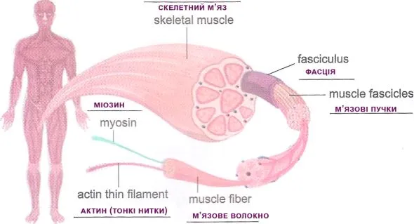 Опрацюйте будову скелетного м’яза, зробіть підписи на малюнку українською мовою