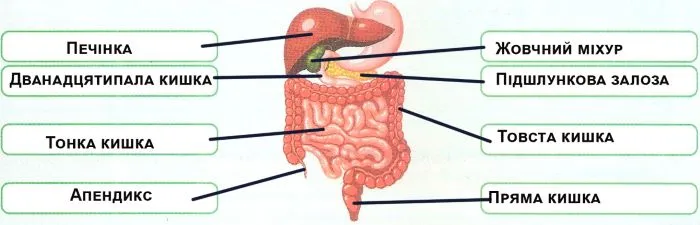 компоненти травної системи