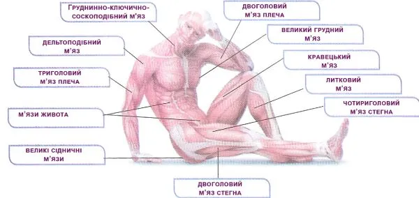 Заповніть пропущені комірки таблиці «М’язи тіла людини»