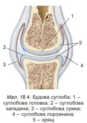 основні структури суглоба