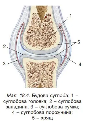 основні структури суглоба