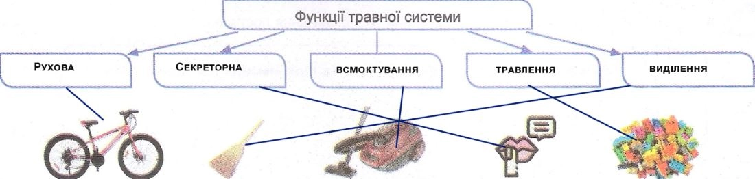 функції травної системи