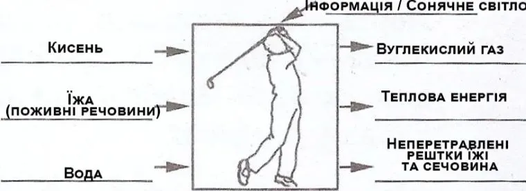 Організм людини - відкрита біологічна система