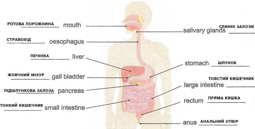про будову травного каналу