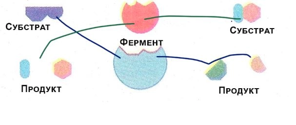 принцип, відомий як модель**«ключ-замок»